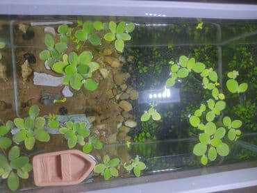 tap az baliqlar: Dördbucaq akvarium, Boş, 10 l, Ünvandan götürmə — 2