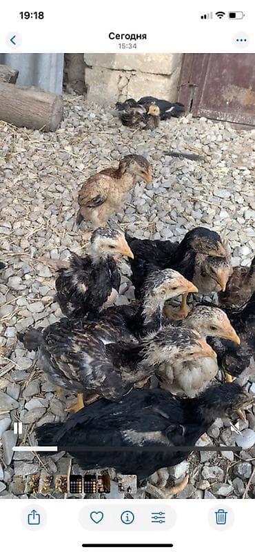 cucə balası: Toyuq cücələri, Damazlıq — 3