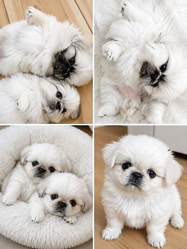 Pekines