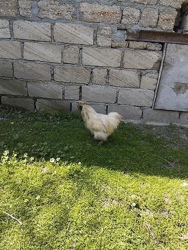 kənd toyuq: Toyuq, Damazlıq, Ünvandan götürmə — 3