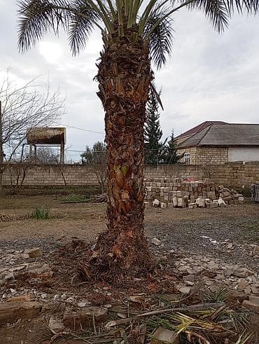 taxta biti nece mehv etmek olar: Xurma (xurma xurması) palm ağacı - Növ: Xurma palmı (Phoenix — 2