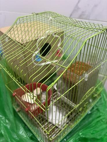 papuqay sesi: Sarı-yaşıl rəngli dalmatin naxışlı 1 ədəd erkək (papuqay) satılır — 6