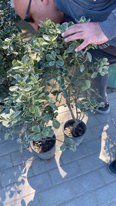 lipa ağacı: Dekarativ agaclarin satisi qazon torpaq torf diger gubrelerin satisi — 2