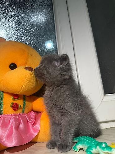 şirin pişikler: Boz rəngli balaca pişik balası - Rəng: tam bərk boz (dumanı). - — 5