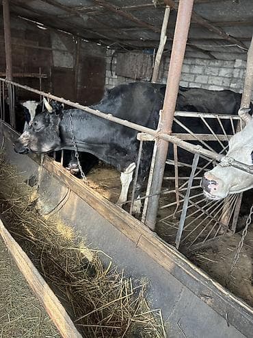 inek cinsleri: Dişi, Simental, il: 3, Südlük — 5