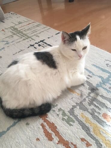 heyvanlara verilen xususi adlar: Tabbi, Yaxşı əllərə — 8