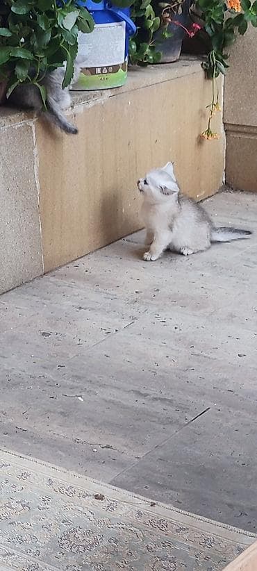 pişik boz: Qızıl şinşilla, Erkək, Yaxşı əllərə — 10