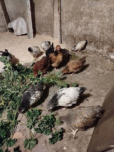 çöl toyuğu: Yerli təsərrüfatdan qarışıq cins ev toyuqları (junior yaş qrupu) — 3