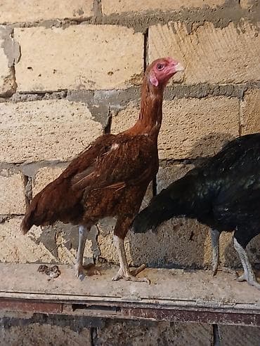 yerli inək cinsləri: Toyuq cücələri, Damazlıq — 1