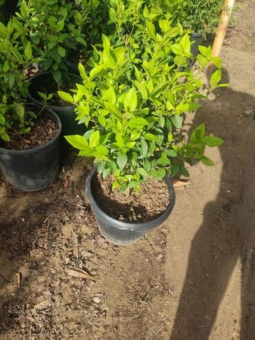 üzüm ağacı: Dekorativ ağaclar gül çiçək qazon torf torpaq ağdaşlar satşi ağacların — 7