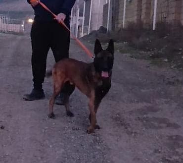 belçika afçarkası: Belçika çoban iti, 2 il, Erkek, Ünvandan götürmə — 5