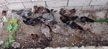 Musk ördəyi balaları (indo ducklings) - Şəkillərdə müxtəlif rəng lalafo.az -da Musk ördəyi balaları (indo ducklings) - Şəkillərdə müxtəlif rəng