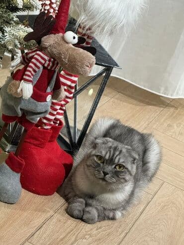 ağ qara pişik: Şotland — 1