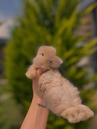balaca it adlari: Miniatür ev dovşanı – krem rəng - Cins: kiçik ölçülü dekorativ/mini — 5