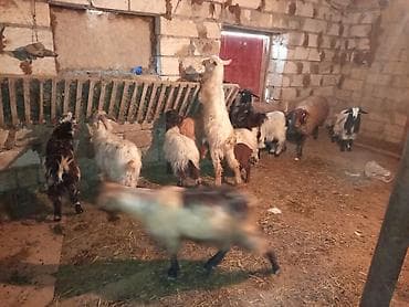 sort keçi: Dişi, il: 1, 20 kq, Damazlıq, Ünvandan götürmə, Ödənişli çatdırılma — 7