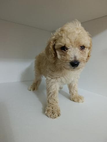 itlerin satisi ucuz: Ana pudel.Ata Pudel.Erkək bala.2 ayliq — 5