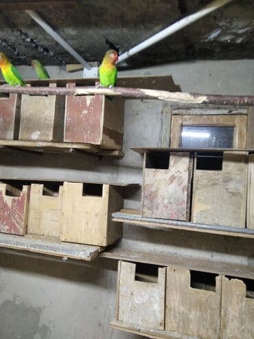 Heyvanlar üçün mallar: Fişer cüt sağlam gustarfi erkək maya — 2