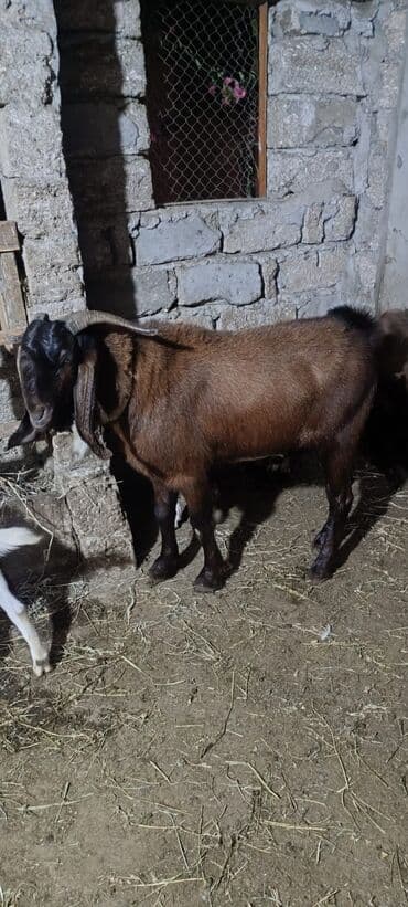 Məhsul: Keçi (erkək) Xüsusiyyətlər: - Rəng: tünd qəhvəyi gövdə, qara