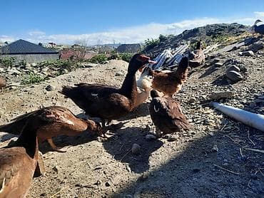 qaz şəkli: Muscovy ördəkləri (indoutka) – qəhvəyi rəngdə sürü - Cins — 4