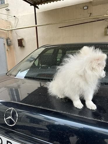 qara xaski: Şpitz — 2