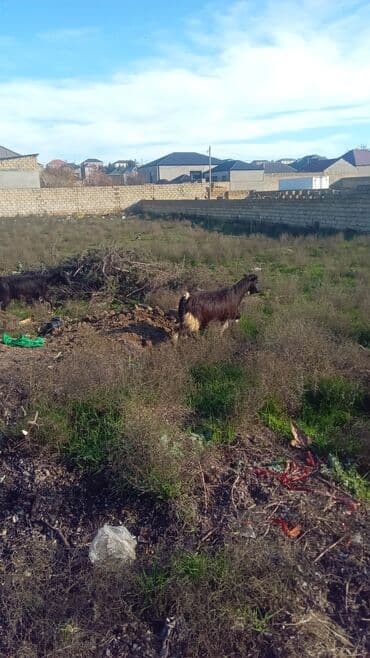 Kənd təsərrüfatı quşları: Təsvir: - Qoyun-keçi - Rənglər: qara, (uzun tüklü). - Şaqqalı — 2