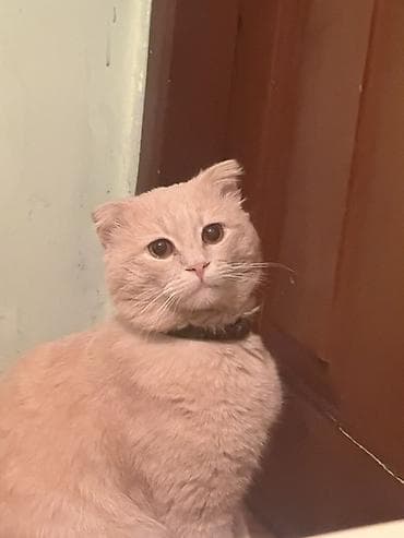 pişik şampunu: Şotland, Erkək, Yaxşı əllərə — 5