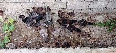 cucə badamdar: Məhsul: Cücə (ev quşu balaları) Təsvir: - Şəkillərdə müxtəlif rəngli — 3