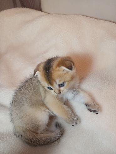 quba heyvan satışı: Erkək — 8