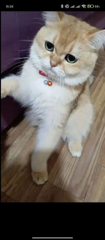 британская шиншилла: Шиншилла, В добрые руки — 5