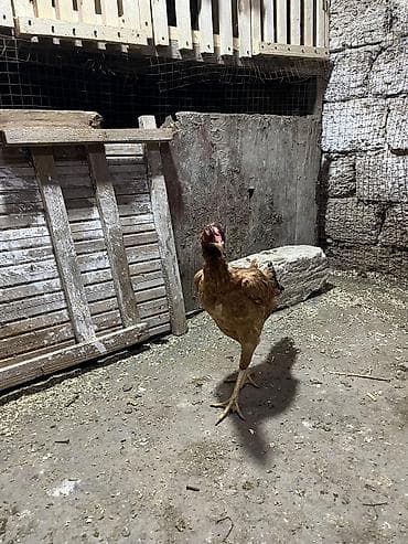 ari satisi: Toyuq, Damazlıq, Ünvandan götürmə — 3