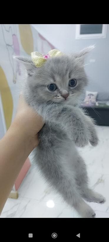 pişik daşıma: Yaxşı əllərə — 7