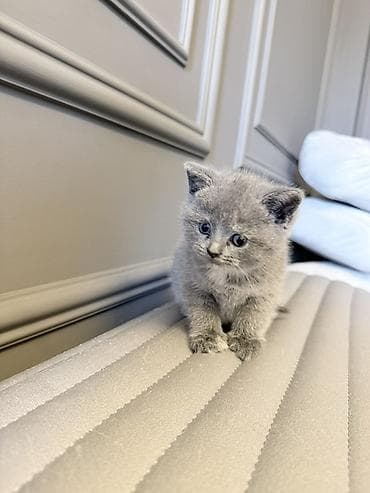 kangal balası: Britan — 4