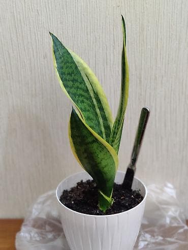 gozel gul buketleri: Sansevieria (Qayınana dili) dibçəkdə ​Sansevieria otaq bitkisi — 2