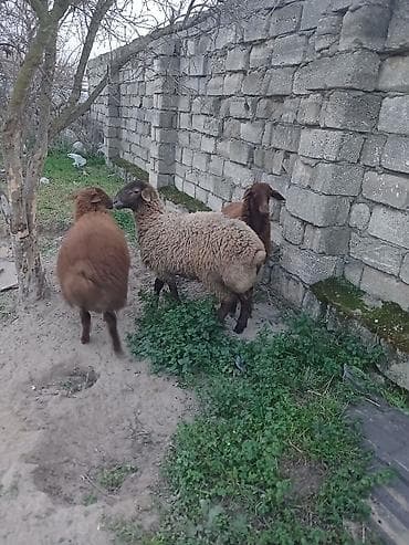 Куры: Quzudular 2 si erkəkdi biri dişi son asaqi yeri cüzi olar — 8