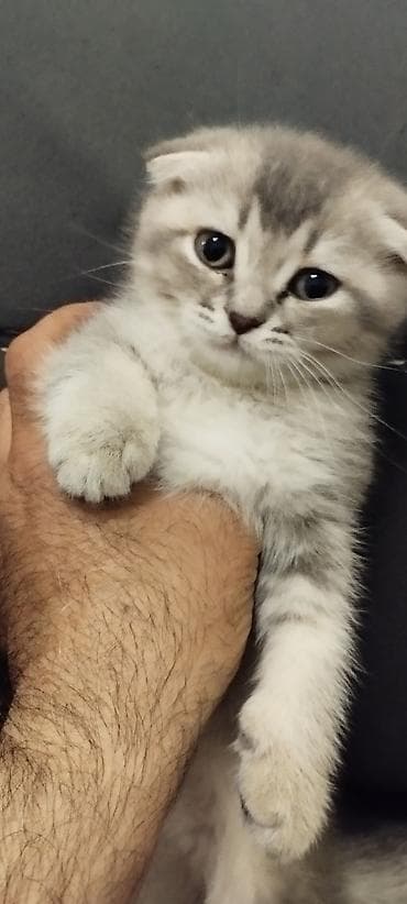 pişik pers: Şotland yastı qulaq — 1