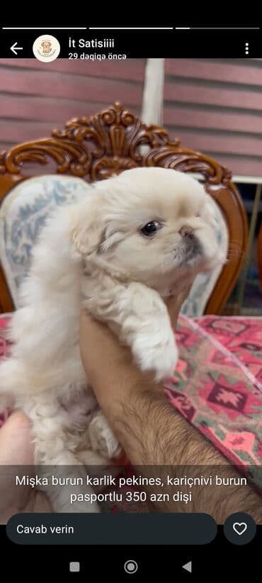 доберман цена баку: Növ: Pekinges (karlik/mini). Peyvənd vurulub, qurd dərmanı — 2