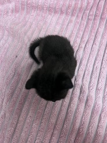 Кошки: Шотландская, Самка, В добрые руки, Самовывоз, Платная доставка — 3