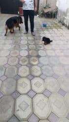 французский бульдог баку: Alman çoban iti, 3 ay, Erkek, Peyvəndli, Ünvandan götürmə — 5