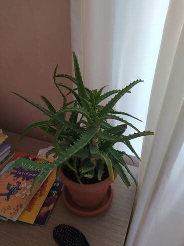 Уличные растения: Qazanda əkilmiş aloe bitkisi. Evdə və ya ofisdə istifadə üçün — 1