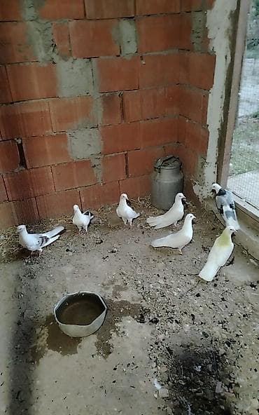 Tergizilme damazliq quslardi 4 erkey 3 maya qiymete gore heckim
