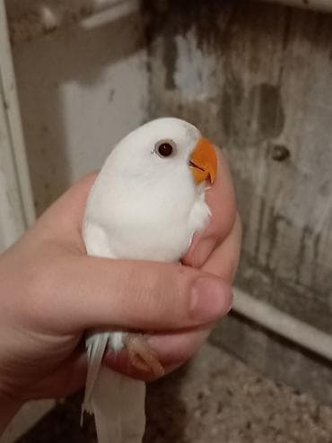 tutuquşlar: Nərgiz papağanları (lovebird) – cüt - Rənglər: biri qar dumanı-ağ — 3