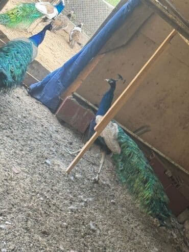 danişan quş: Tovuz quşları Dişi 575 manat Erkək 1050 manat Əlavə məlumat üçün əlaqə — 3