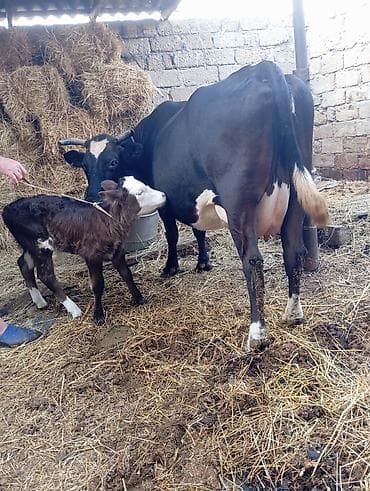 limuzin inek: Uçuncu qarın 10 gundu doğub erkek balaile satılır 10 12 l sud verir — 4