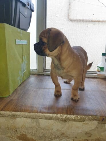 ucuz ev itləri: Balaca ölçülü ev iti – qısa tüklü, qum rəngli, qara burunlu. Kompakt — 4