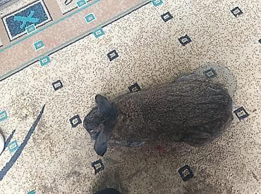 bala dana: Ev dovşanı – lop qulaq (aşağı sallanan qulaqlar) - Cins: Lop qulaq — 2