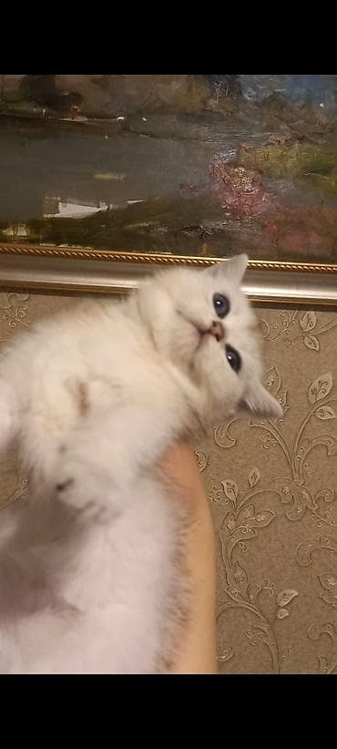 sort pisikler: Britan, Dişi, Yaxşı əllərə, Ünvandan götürmə — 9