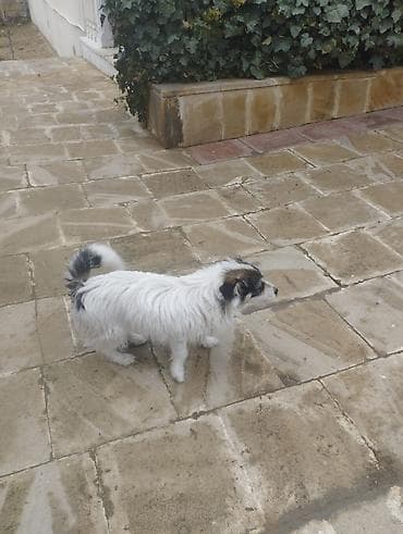 ev iti satisi: Pudel, 9 ay, Erkek, Peyvəndli, Ödənişli çatdırılma — 6