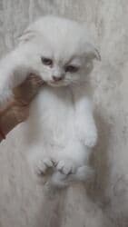 pişik cutleşdirme: Şinşilla, Erkək, Yaxşı əllərə, Ünvandan götürmə, Ödənişli çatdırılma — 6