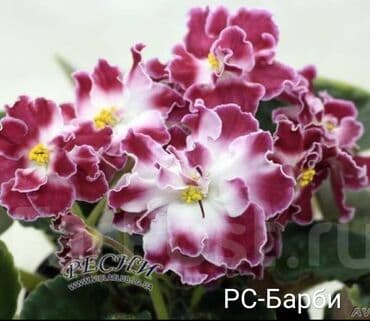 gül şəkilləri profil üçün: 5 — 14