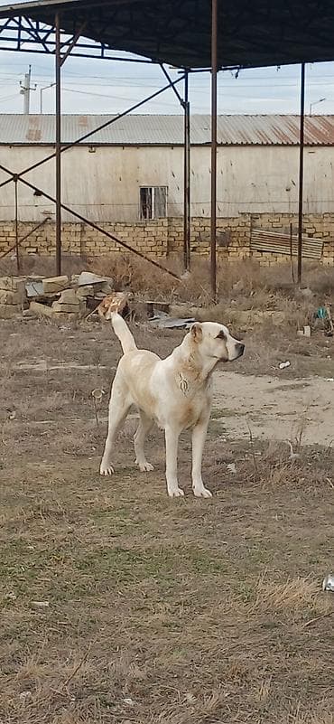 tap az pitbull: Qurdbasar, 2 il, Dişi, Peyvəndli, Ödənişli çatdırılma — 3